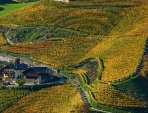 I due volti dell’Alto Adige: due degustazioni per un territorio